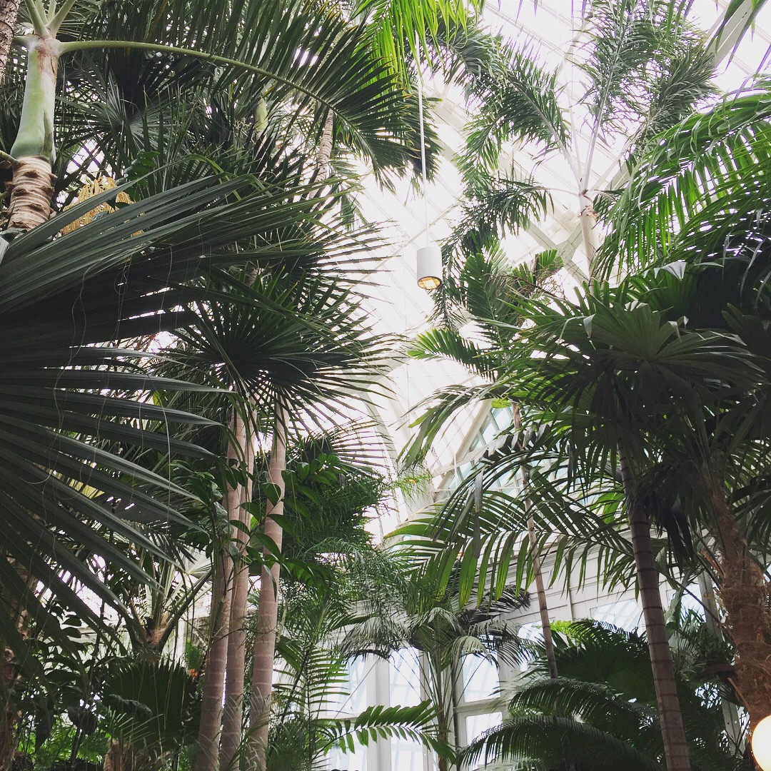 Como Conservatory Palm Trees