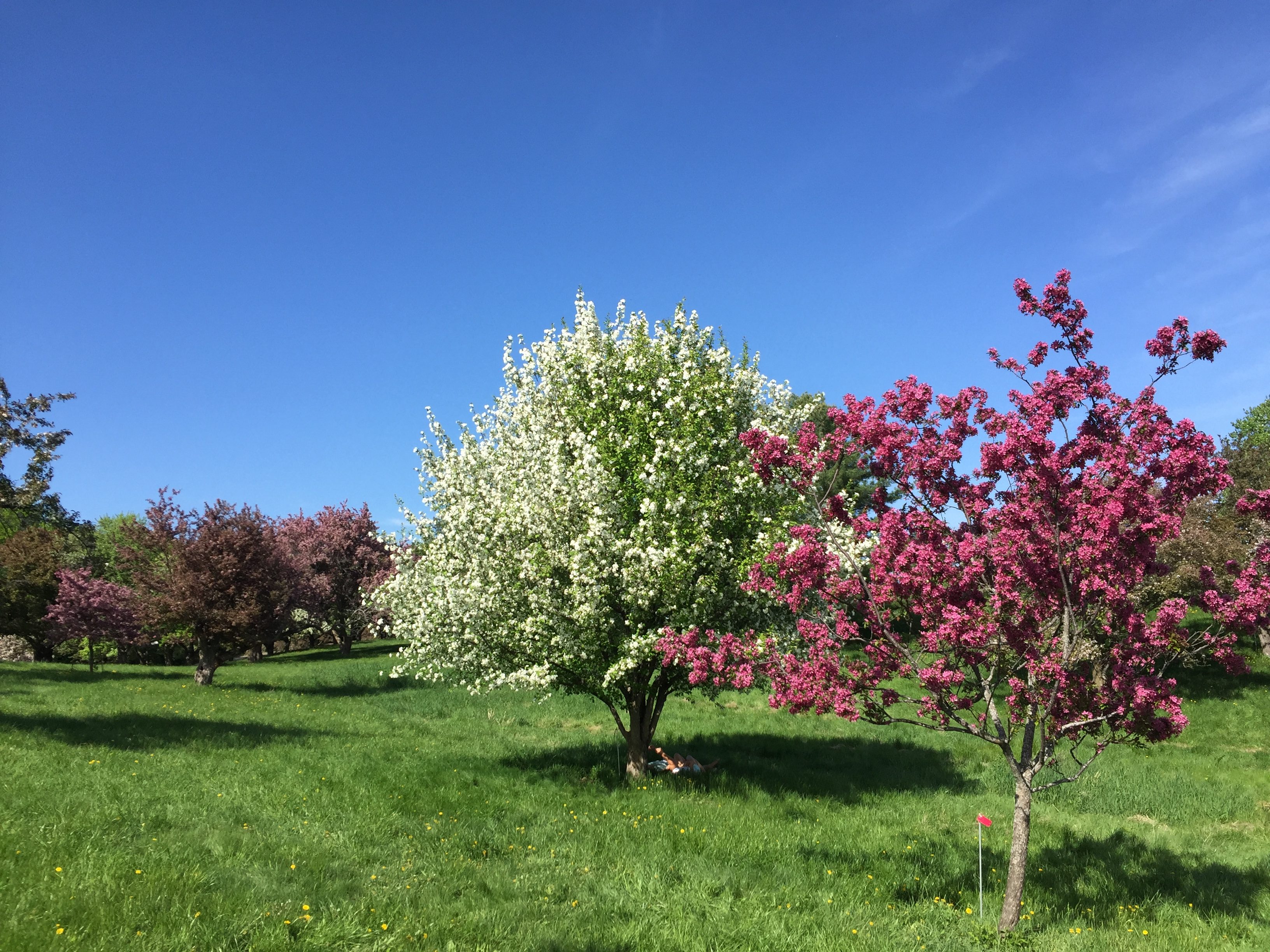 Minnesota Landscape Arboretum Crab Apple Blossoms