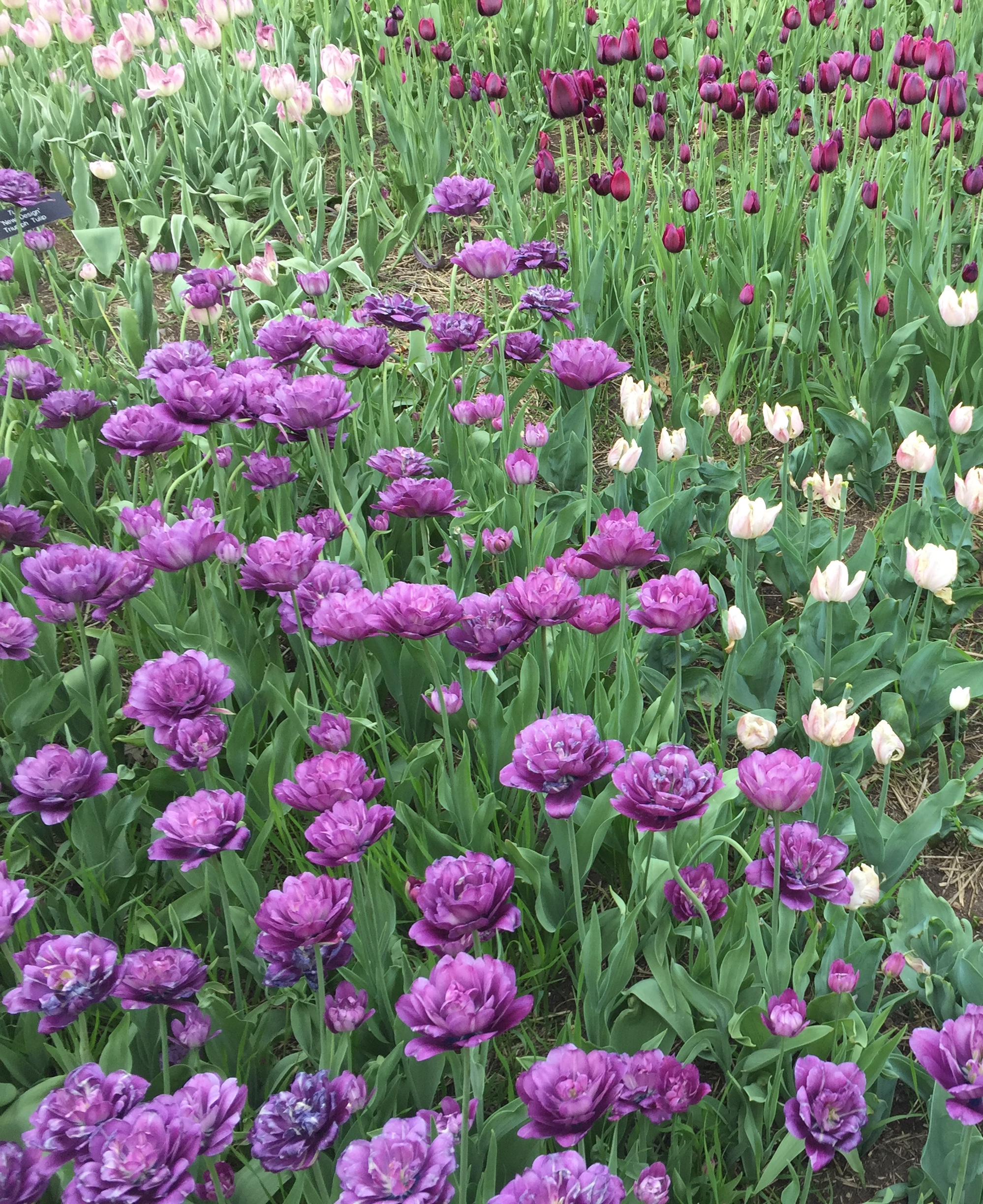 Minnesota Landscape Arboretum Tulips