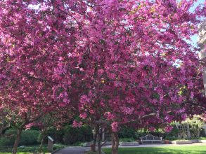 Minnesota Landscape Arboretum Crab Apple Blossoms