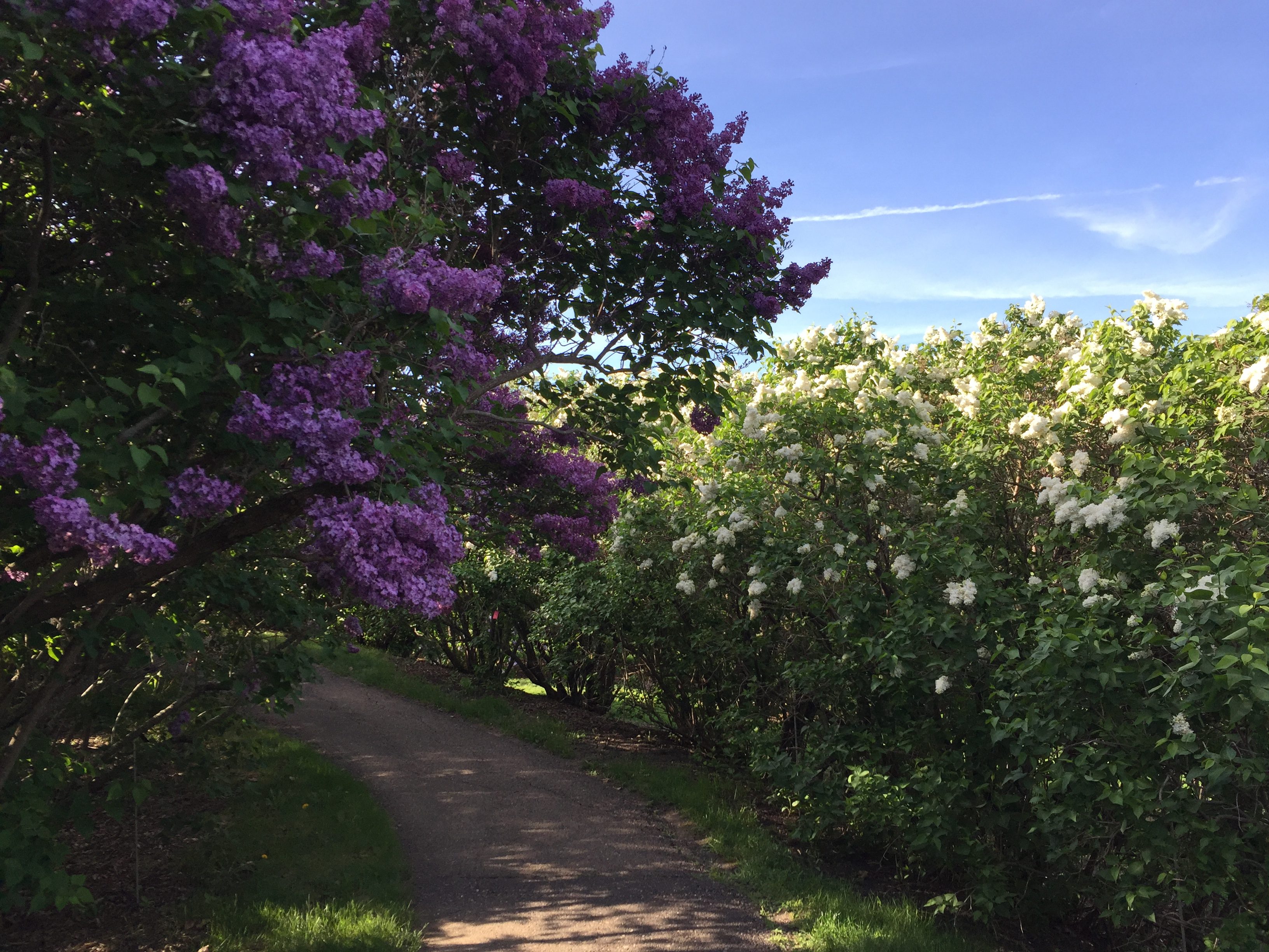 Minnesota Landscape Arboretum Lilacs