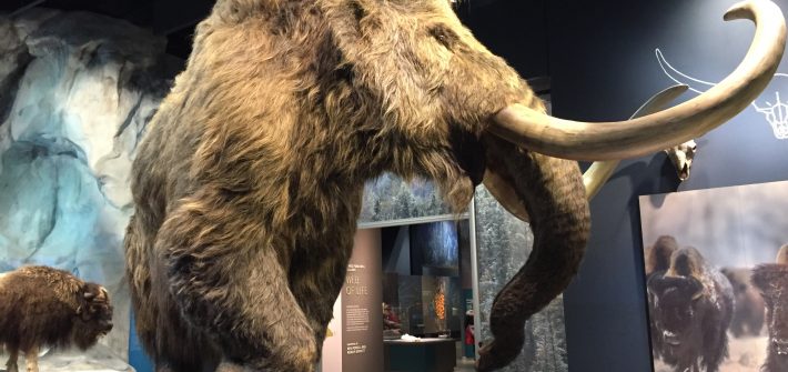 Bell Museum: Woolly Mammoth