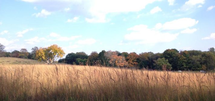 Minnesota Landscape Arboretum