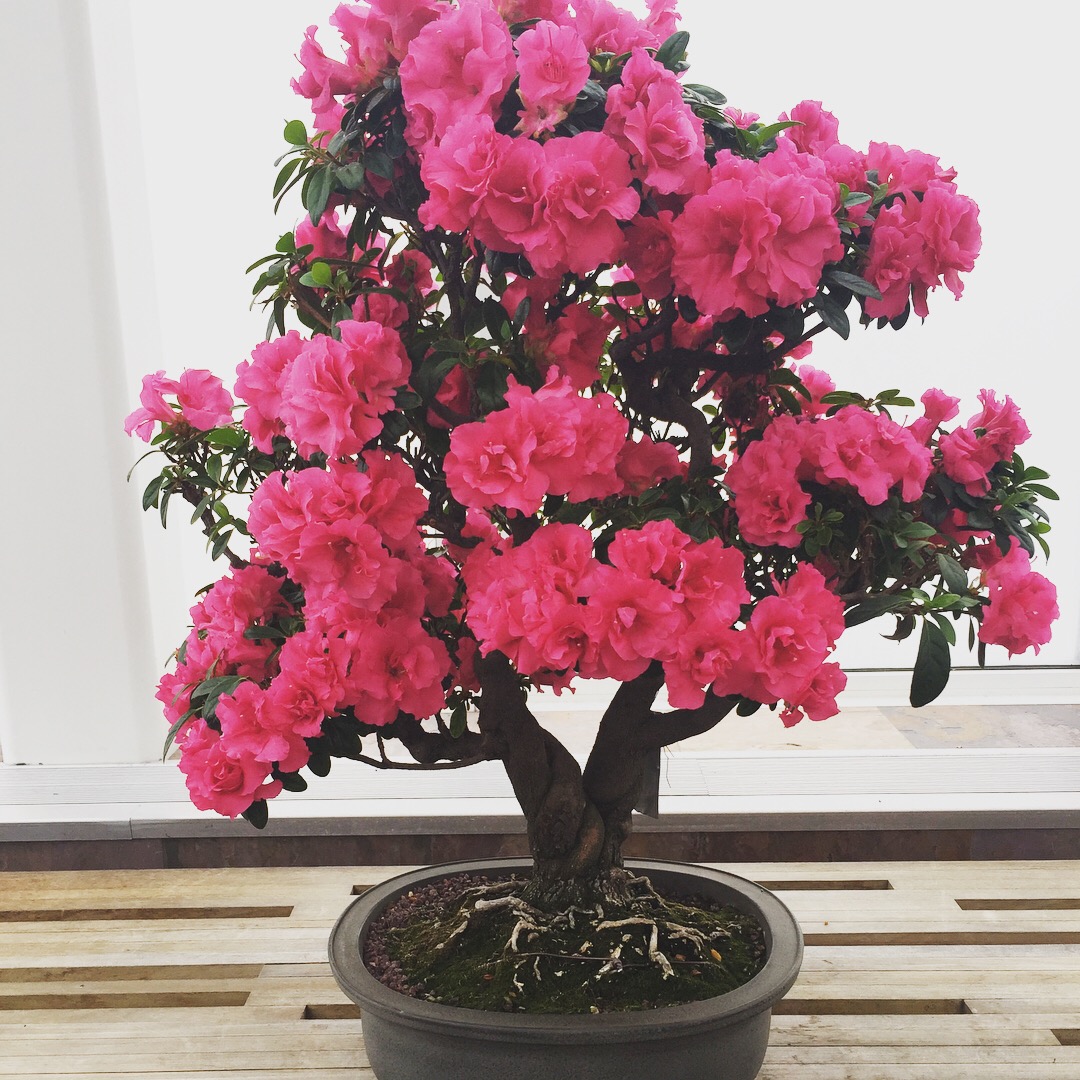 Azalea Bonsai