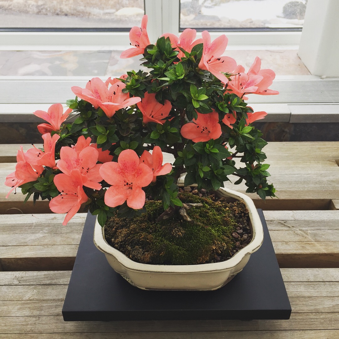 Azalea Bonsai