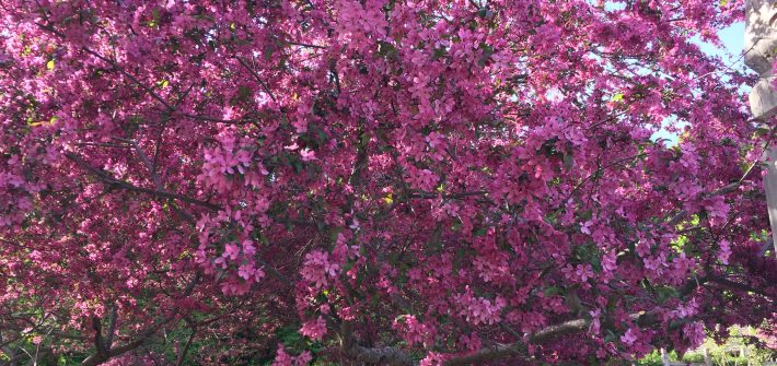 Minnesota Landscape Arboretum Crab Apple Blossoms