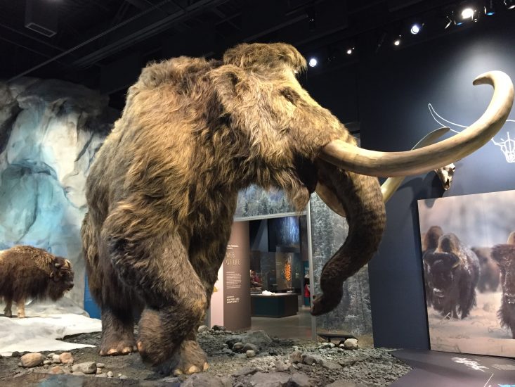 Bell Museum: Woolly Mammoth
