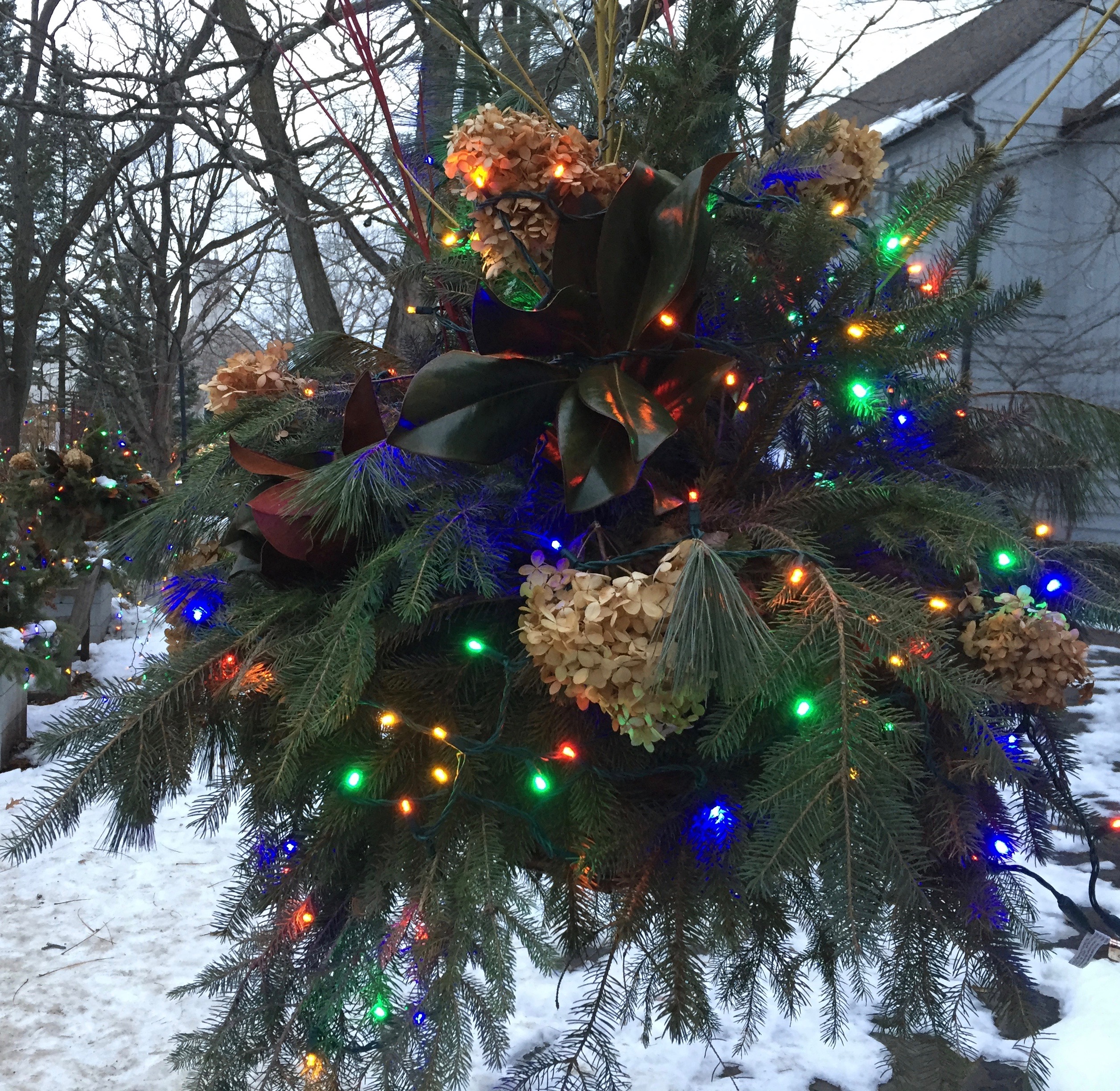 Winter in Bloom: Winter Lights Hanging Basket